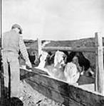 Sandy Gilchrist feeding cattle Mar. 1944