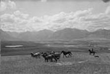 A cowboy rounding up horses on the Cochrane Ranch, which is operated by the Mormon Church. The ranch is in tyupical Alberta foothill country and the mountains of Waterton national Park can beseen in the background Sept. 1953