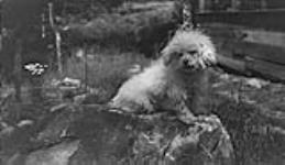 Dog on rock ca. 1907