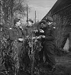 L. to R.: Privates Bruce Jones, Harry Akin, Armand Gouge and Art Saar of "D" Company, South Saskatchewan Regiment looking at the tobacco plants 30 Nov. 1944