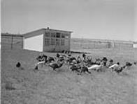 Turkeys on the range Aug. 1948