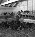 Un jeune collecte des oeufs durant sa période de tâches à la ferme école de Fairbridge May 1947