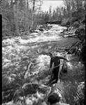 Gatineau River log drive showing Jean Mantha, Maniwaki supervisor of the Canadian International Pulp Co. depot at Long Lake, guiding log down Gorman Creek 1948