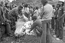 Crees skinning a polar bear 1973