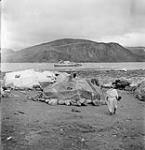 Femme inuite regardant au?delà du tupek et du qarmaq vers le C.G.S. C.D.HOWE ancré dans le fjord de Pangnirtung. [Qaqqaqtunaaq, et le C.D. Howe dans le fjord de Pannirtuuq en arrière-plan.] July 1951