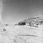 Group of Inuit with three komotiks (sledges) and dogs 1949
