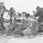 Walrus hunt, showing the carcass being butchered 1953.