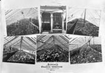 Composite of Scrim's Stewarton GreenHouse, Sparks Street ca. 1895