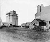 Grain wagons drawn by ten-horse teams at Elevator No.41 of the Alberta Grain Co. Ltd between 1920 and 1930
