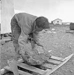 Artist Inuit "Arnasungnark" - vital Mukpa unloading block of soapstone that will be carved into an oil lamp Summer 1963.