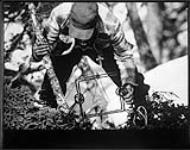 [Chasseur Innu (Montagnais-Naskapi) installation d'un piège à castor à Unamen Shipu (La Romaine), Québec]. Titre original: Un Dieu-chasseur 1980-1981.