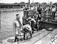 Unidentified Canadian soldiers coming out of the Rideau Canal during Army Week, Ottawa, Ontario, Canada, 1 July 1942 July 1, 1942.
