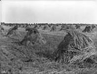 Red Fife wheat, Experimental Farm n.d.