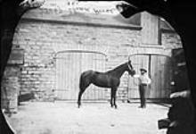 Skead Horse October, 1875.