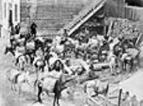 Pack mules resting - way to Cariboo Mines 1867 - 1868