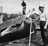 Whaling - British Columbia. While flensing gang strips off blubber, Wilhelm Ingabritsen measures humpback whale with giant calipers to make sure that it comes within International Whaling law requirements July, 1948