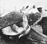 Whaling - British Columbia. Wilhelm Ingabritsen, boss with Western Whaling Corporation, makes incision near mouth to begin flensing operations on 50-foot, 50-ton humpback whale bagged by the whaler "Nahmint" July, 1948
