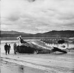 Whaling - British Columbia. Fifty-ton humpback whale is towed up seaplane ramp at ex-RCAF station, Coal Harbour July, 1948