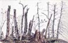 Vieux troncs d'arbres sur le chemin du portage entre le lac Simcoe et la rivière Nottawasaga (Ont.) 17 April 1825