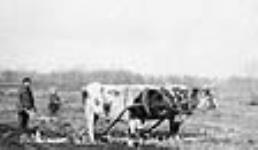 Ruthenian settler breaking the sod 1911
