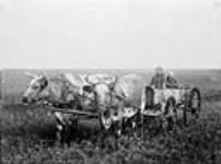 Doukhobor ox cart 1905