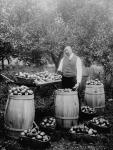 G.T. Turnbull packing apples ca. 1900 - 1910