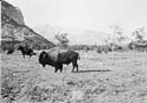 Buffalo in Park, Banff, Alta 1900-1910