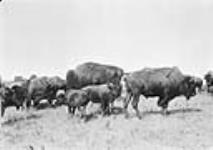Buffalo in Buffalo Park, Wainwright, Alta 1900-1910