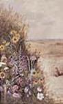 Fleurs des Prairies, près de Broadview, district d'Assiniboia 4 août 1887