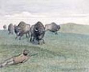 Chasse au bison ca 1863