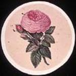 Pink rose and buds ca. 1870