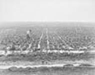 Irrigating sugar beet field ca. 1904