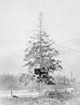 Tree showing salmon cached ca. 1870