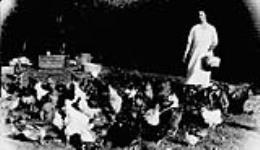 Mrs. Israël Hoffer feeding her chickens. Sonnenfeld Colony, Oungre, Saskatchewan 1926