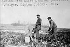N. Bolgar digging potatoes, Lipton Colony 1917