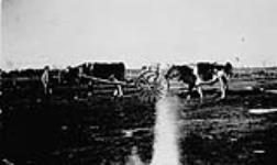 Bringing home the water, with oxcart, Narcisse Colony, Bender, Manitoba 1925