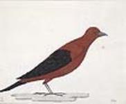 Cardinal, observé à Toronto août 14, 1806