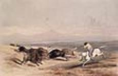 Chasse au bison dans les prairies de l'Ouest 1848