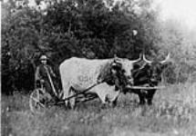 "Mr. Jakiw Porayko cutting hay on his homestead SW 12 56, 19 W 4, near Lamont, Alberta." "1907"