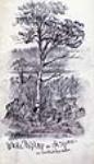 White Poplar or Aspen of Saskatchewan July 1862