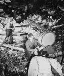 Logs which provide lumber and firewood for the Japanese-Canadian internment camp ca. 1943