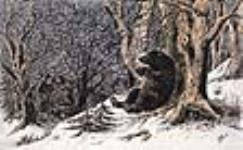 Common American Brown Bear ca 1867