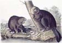 I-46. American Beaver 1844
