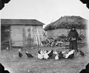 Mrs. Andrzej Paraszczuk feeding chickens on her farm near Ethelbert, Manitoba 1930
