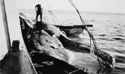 Bowhead whale killed near whale bluff in Franklin Bay 1910