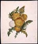 Dandelions ca 1870