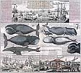 « Historia Animantium Marinorium » [représente la pêche à la baleine dans l'Atlantique Nord, au 18e siècle] ca. 1770.