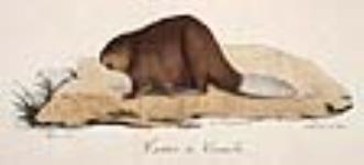 Canadian Beaver 1819