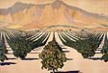 Les vergers d'orangers de l'Afrique du Sud 1926-1934