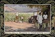 Tobacco Plantation in South Rhodesia, 1926-1934.